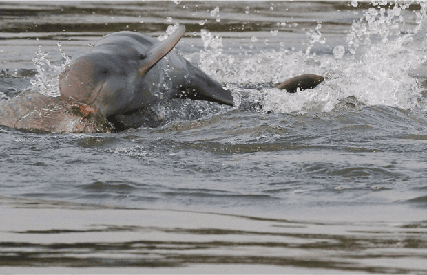 Dolphin Habitat Site